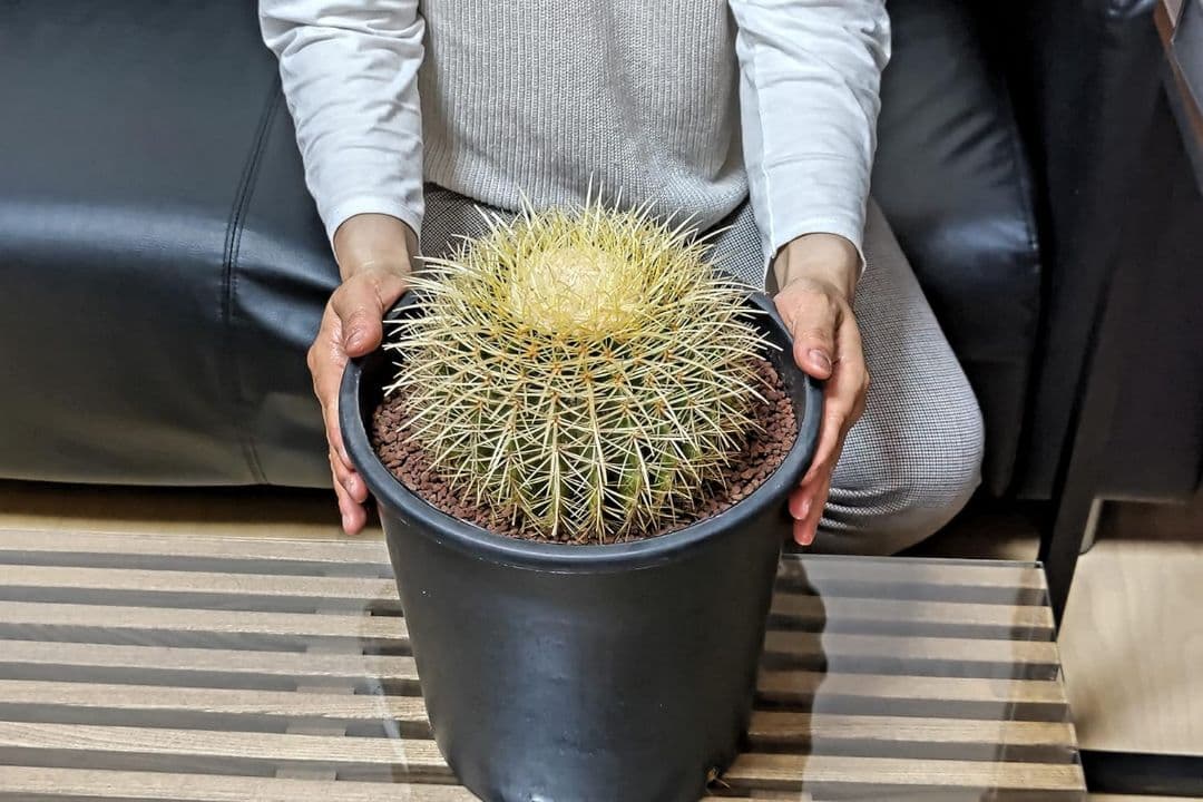 金鯱 サボテン キンシャチ 8号 ロックガーデン 逸品 エキノカクタス 観葉植物