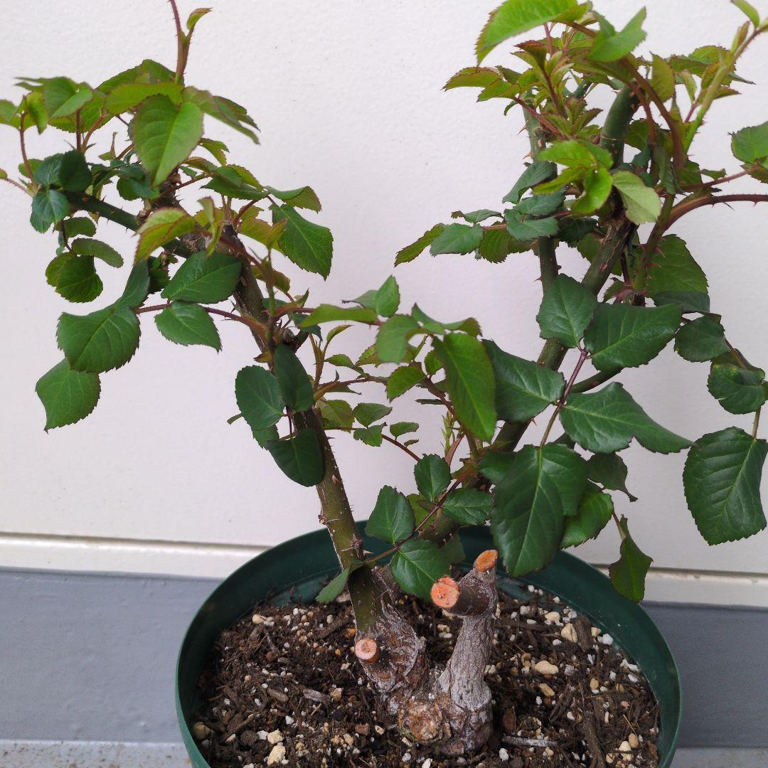 正規ラベル付き　 イングリッシュローズ　 シャリファアスマ　国産接木苗