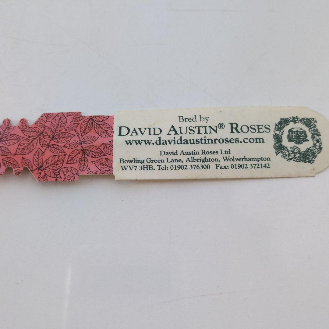 正規ラベル付き　 イングリッシュローズ　 シャリファアスマ　国産接木苗