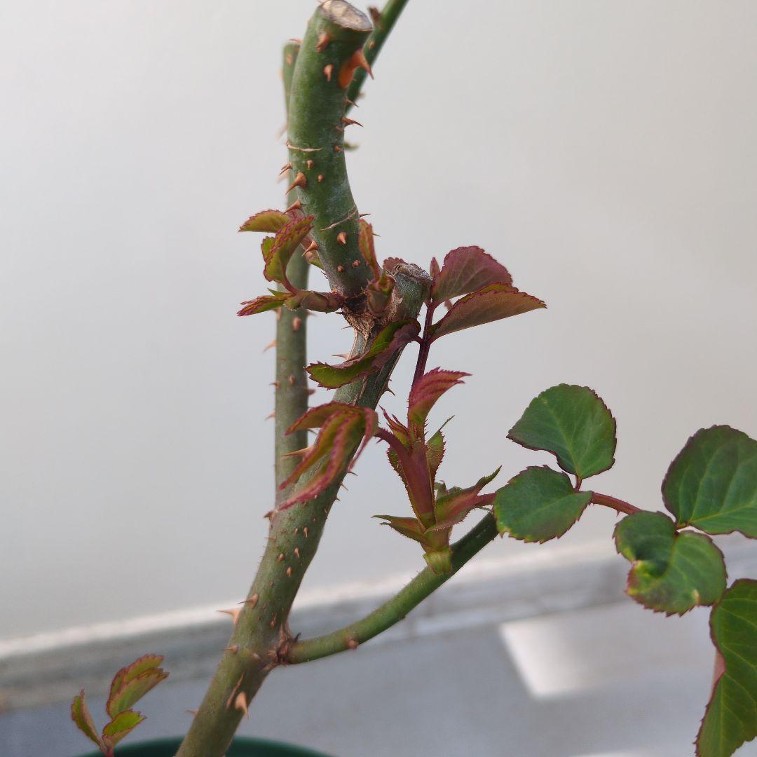 正規ラベル付き　 イングリッシュローズ　 シャリファアスマ　国産接木苗