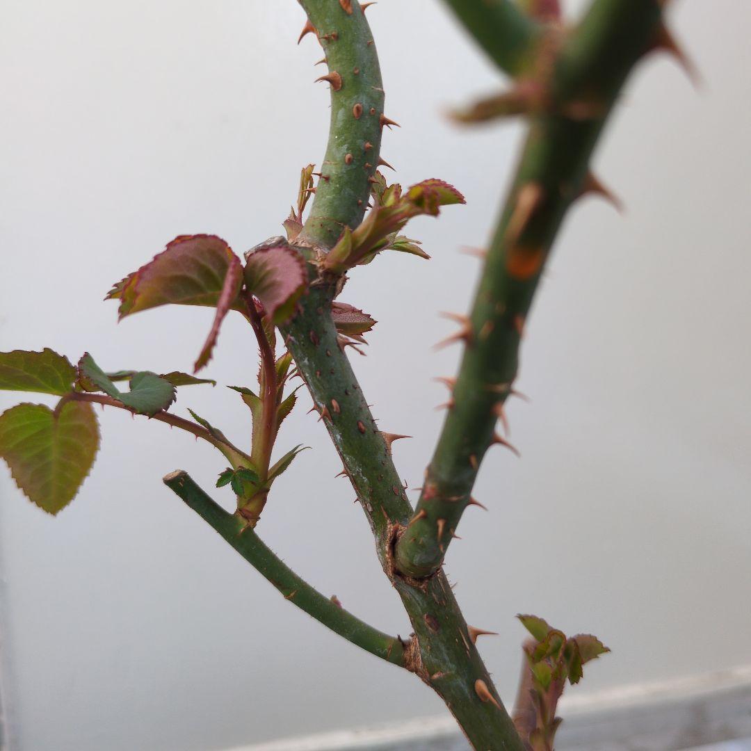 正規ラベル付き　 イングリッシュローズ　 シャリファアスマ　国産接木苗