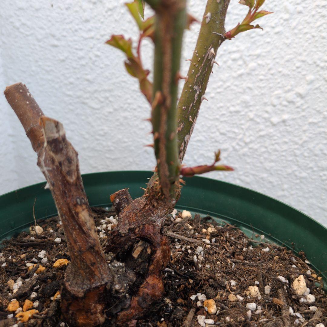 正規ラベル付き　 イングリッシュローズ　 シャリファアスマ　国産接木苗