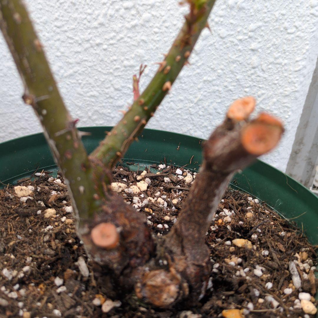 正規ラベル付き　 イングリッシュローズ　 シャリファアスマ　国産接木苗