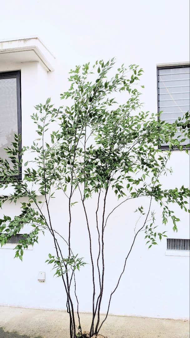 みさき様。。山採りハイノキ。