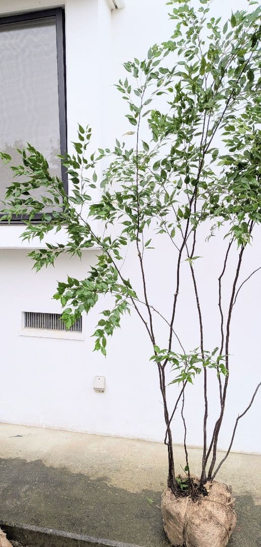 みさき様。。山採りハイノキ。