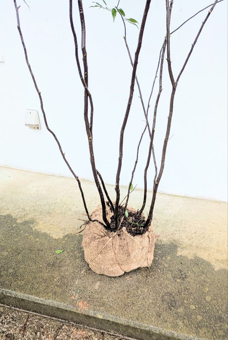 みさき様。。山採りハイノキ。