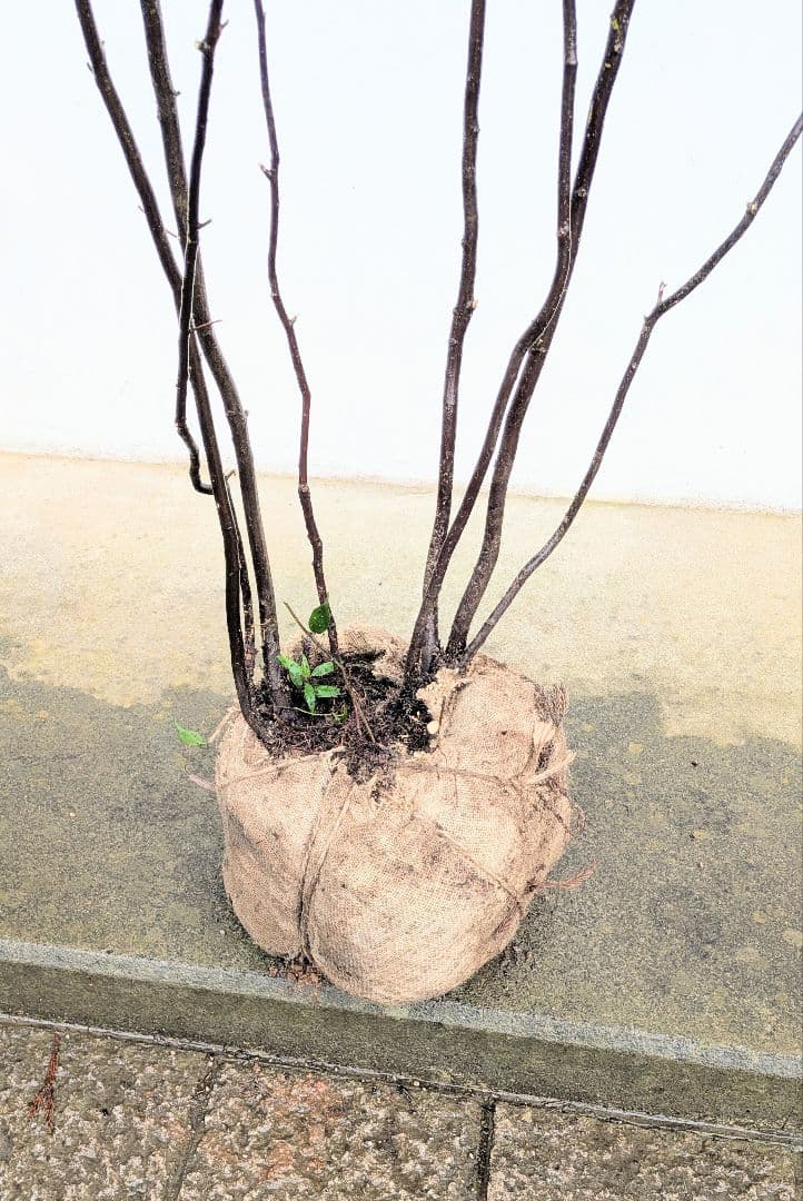 みさき様。。山採りハイノキ。