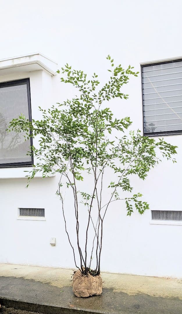 みさき様。。山採りハイノキ。