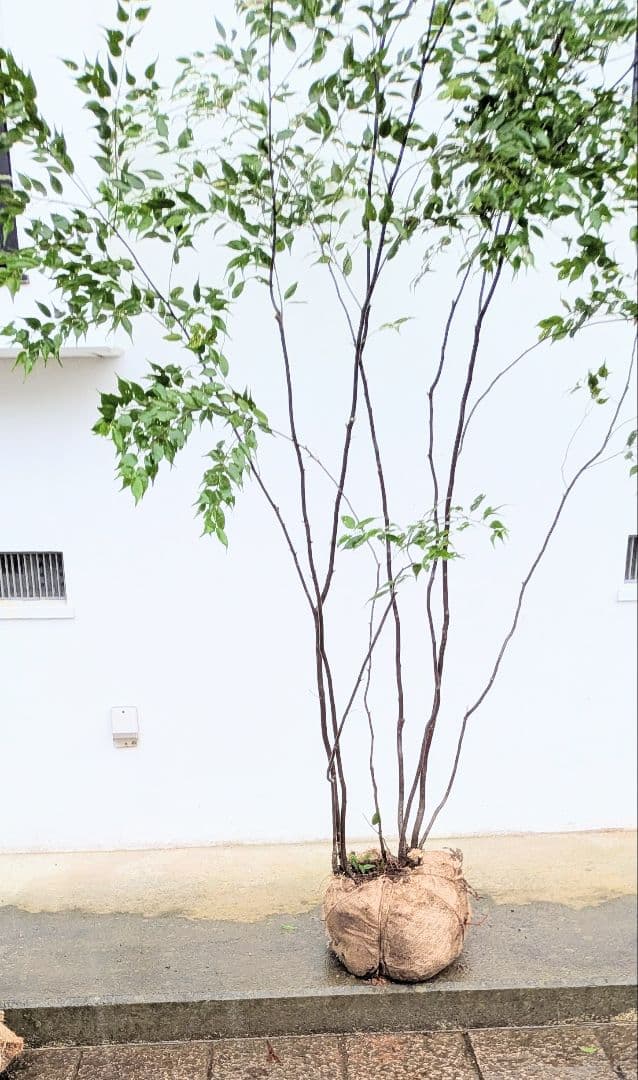 みさき様。。山採りハイノキ。