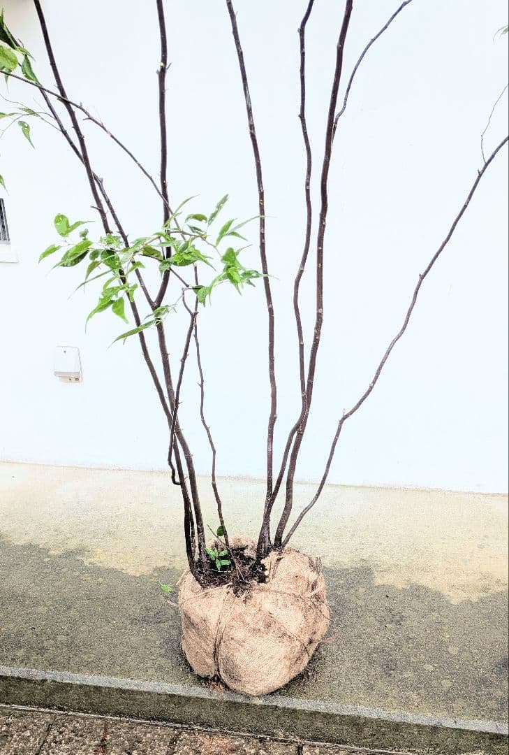 みさき様。。山採りハイノキ。