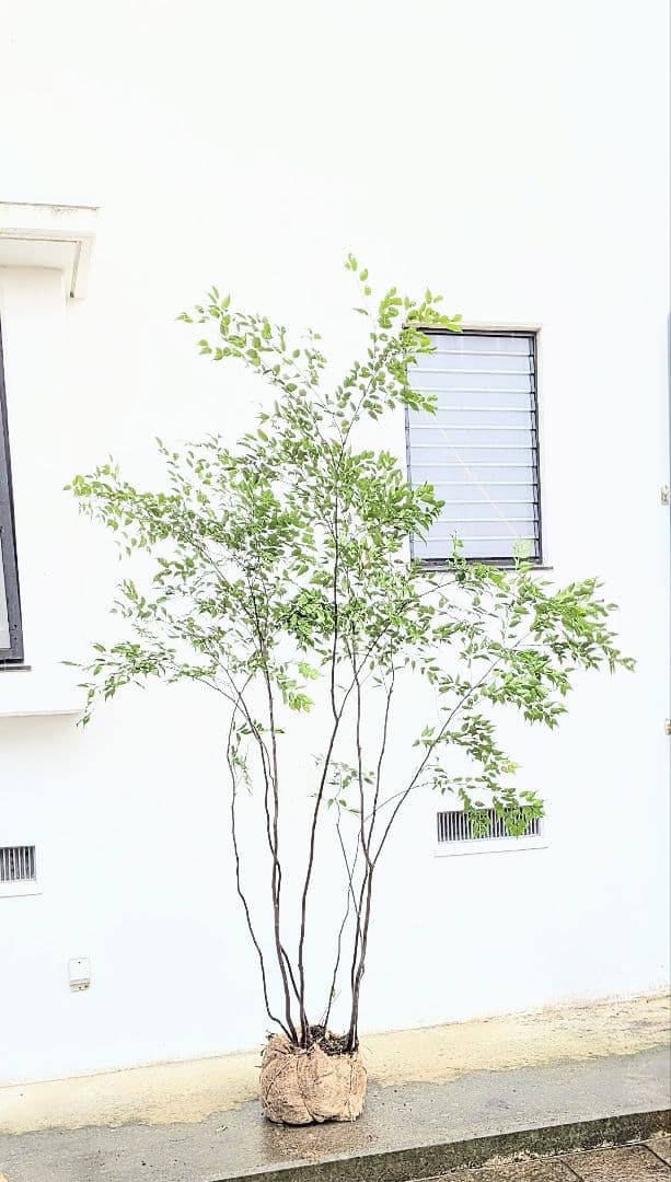 みさき様。。山採りハイノキ。