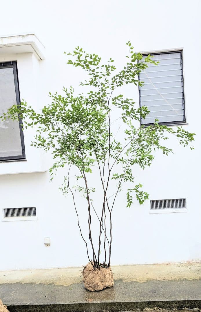 みさき様。。山採りハイノキ。