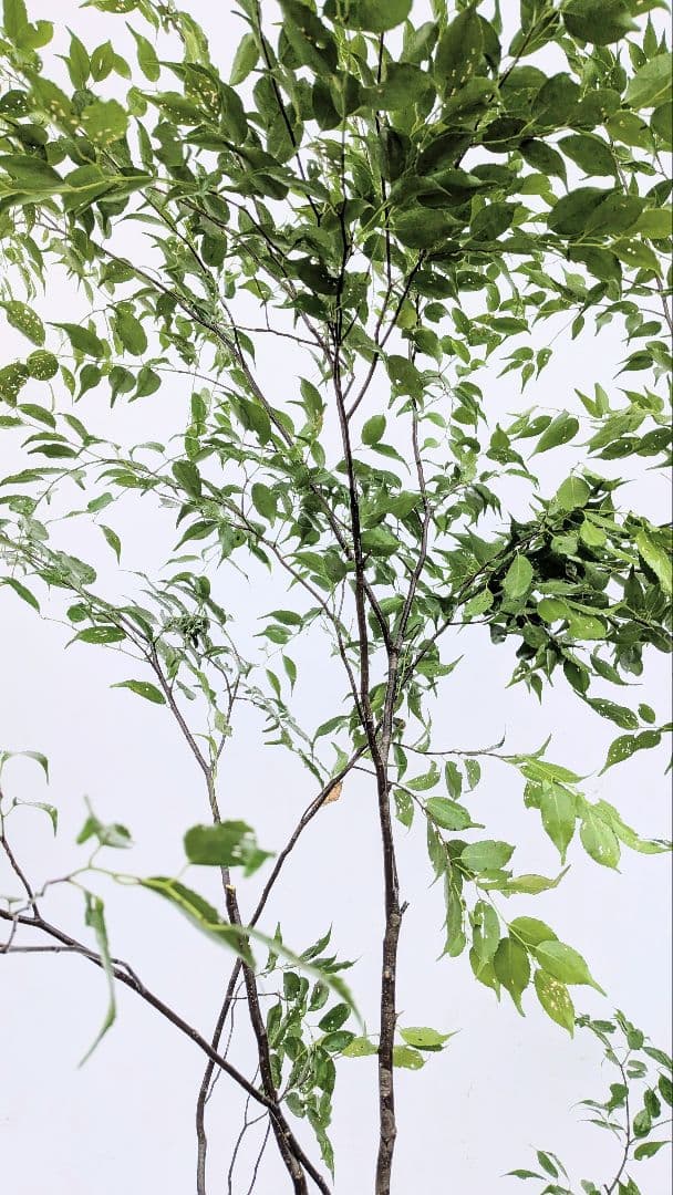 みさき様。。山採りハイノキ。