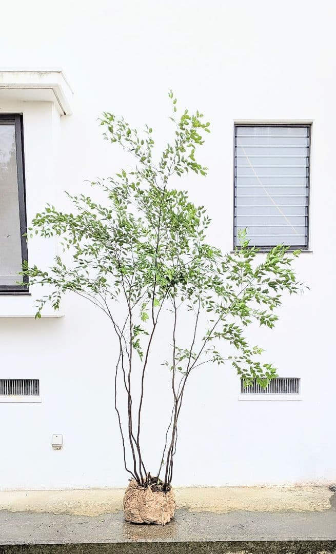 みさき様。。山採りハイノキ。