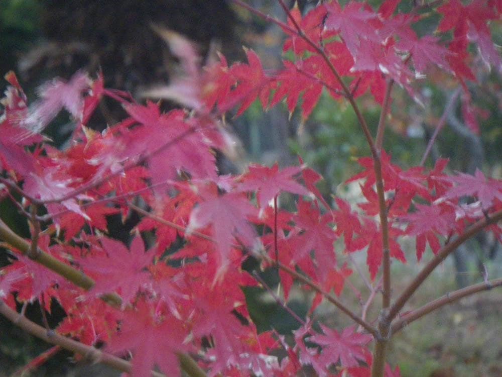 【防水カメラ】 PENTAX optio W60 シルバー 動作確認済み