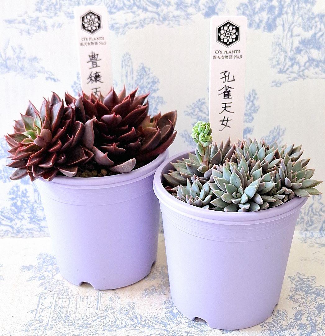 豊穣天女孔雀天女札付きポットごとメルカリ便オーズプランツさん苗バラ売り不可