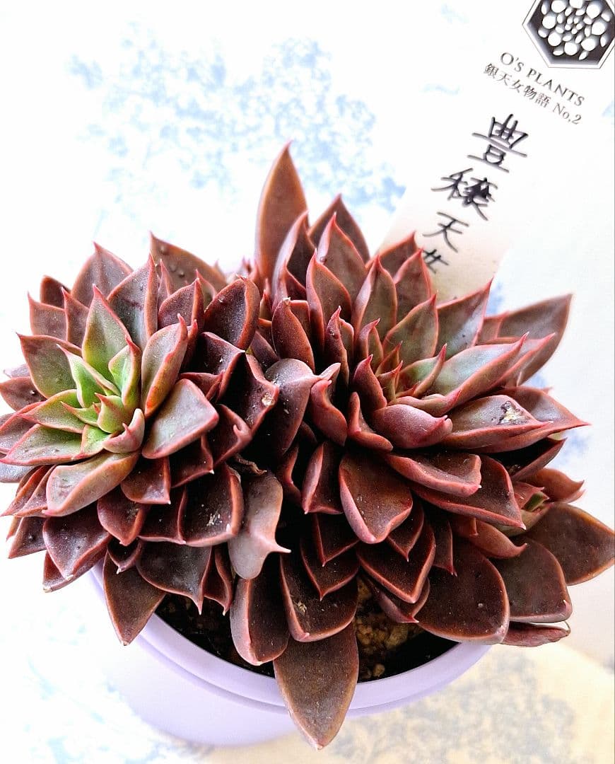 豊穣天女孔雀天女札付きポットごとメルカリ便オーズプランツさん苗バラ売り不可