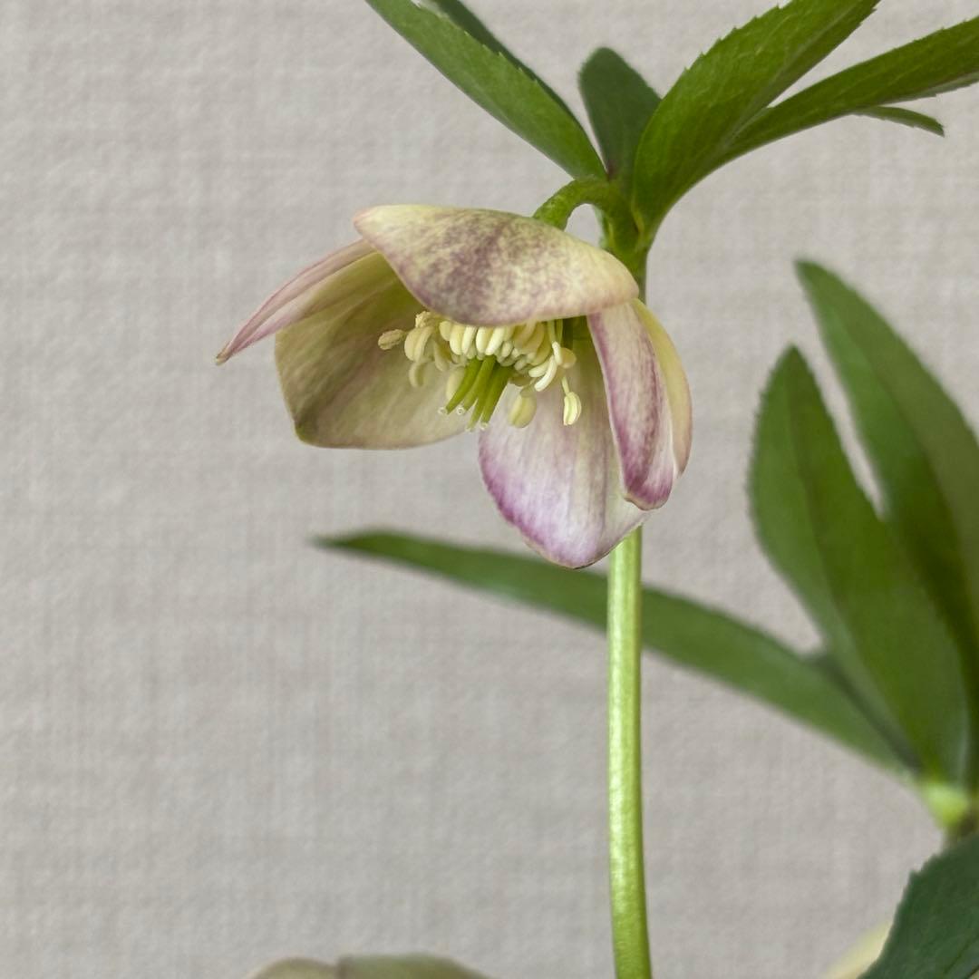 リトルビースト　クリスマスローズSS デュメトルム系　タグ付　高橋育苗