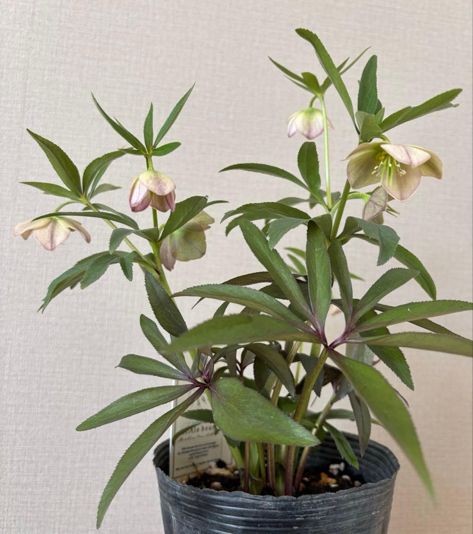 リトルビースト　クリスマスローズSS デュメトルム系　タグ付　高橋育苗