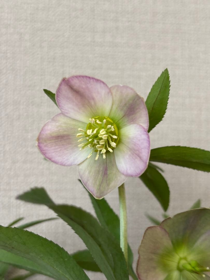 リトルビースト　クリスマスローズSS デュメトルム系　タグ付　高橋育苗