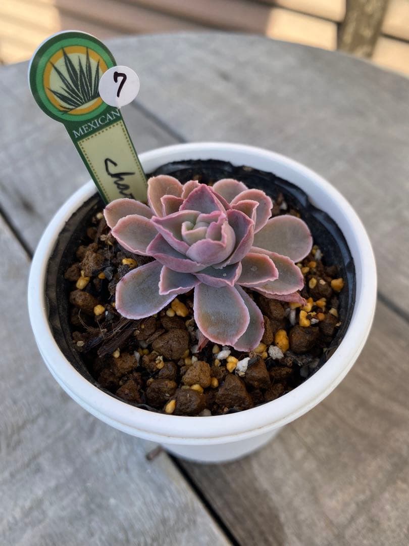 7 原種　チャザロイ　Chazaroi エケベリア 多肉