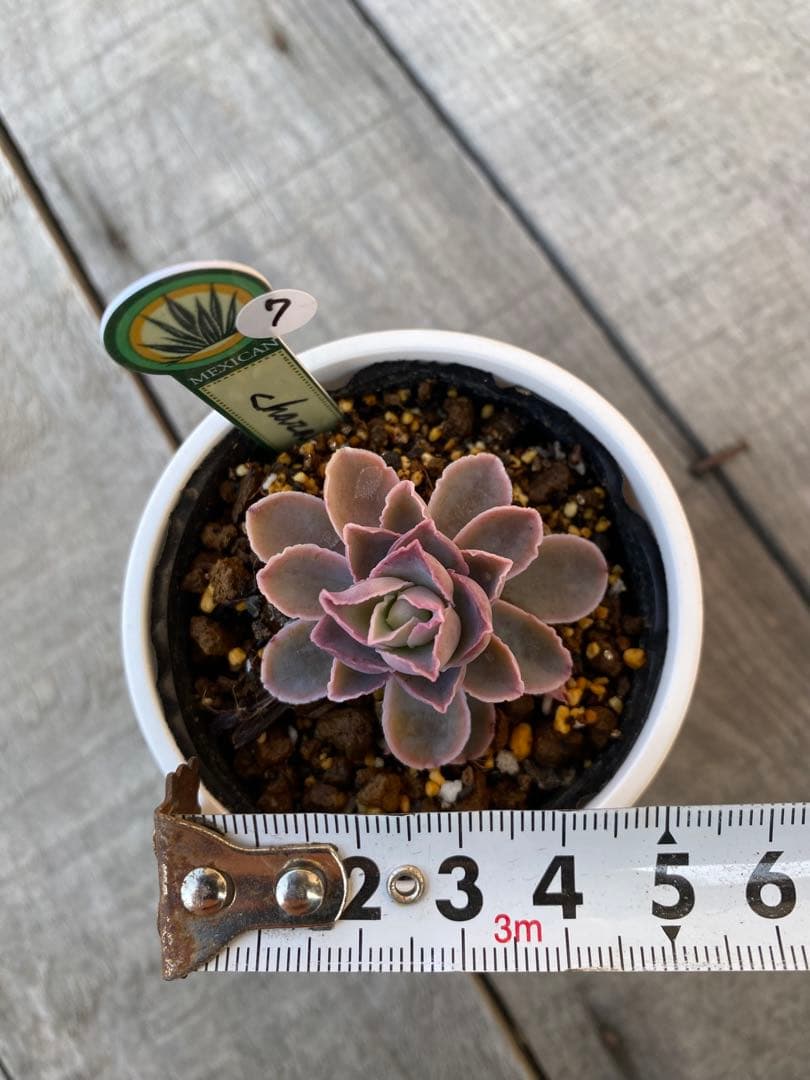 7 原種　チャザロイ　Chazaroi エケベリア 多肉