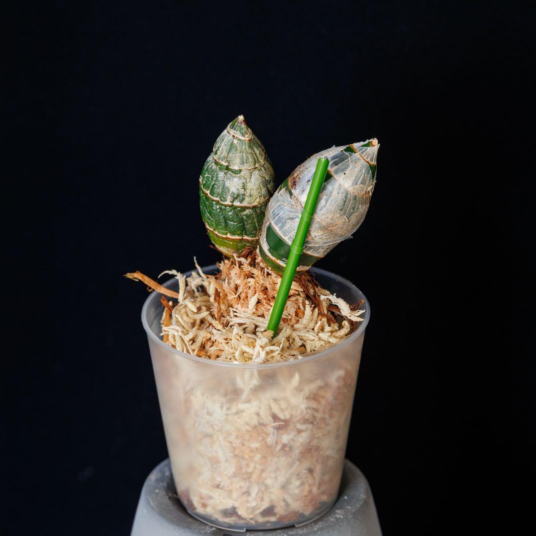 訳あり 実生 タケノコ蘭 Cyclodes Jumbo Freedom