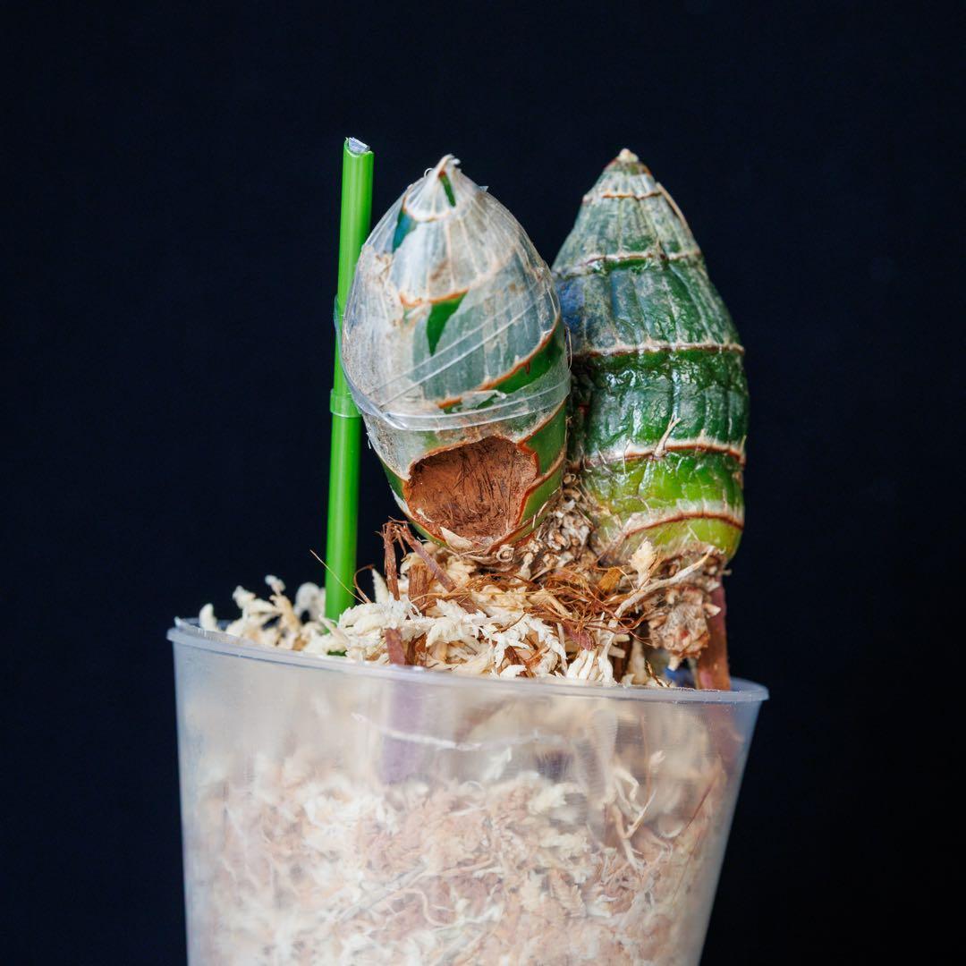 訳あり 実生 タケノコ蘭 Cyclodes Jumbo Freedom