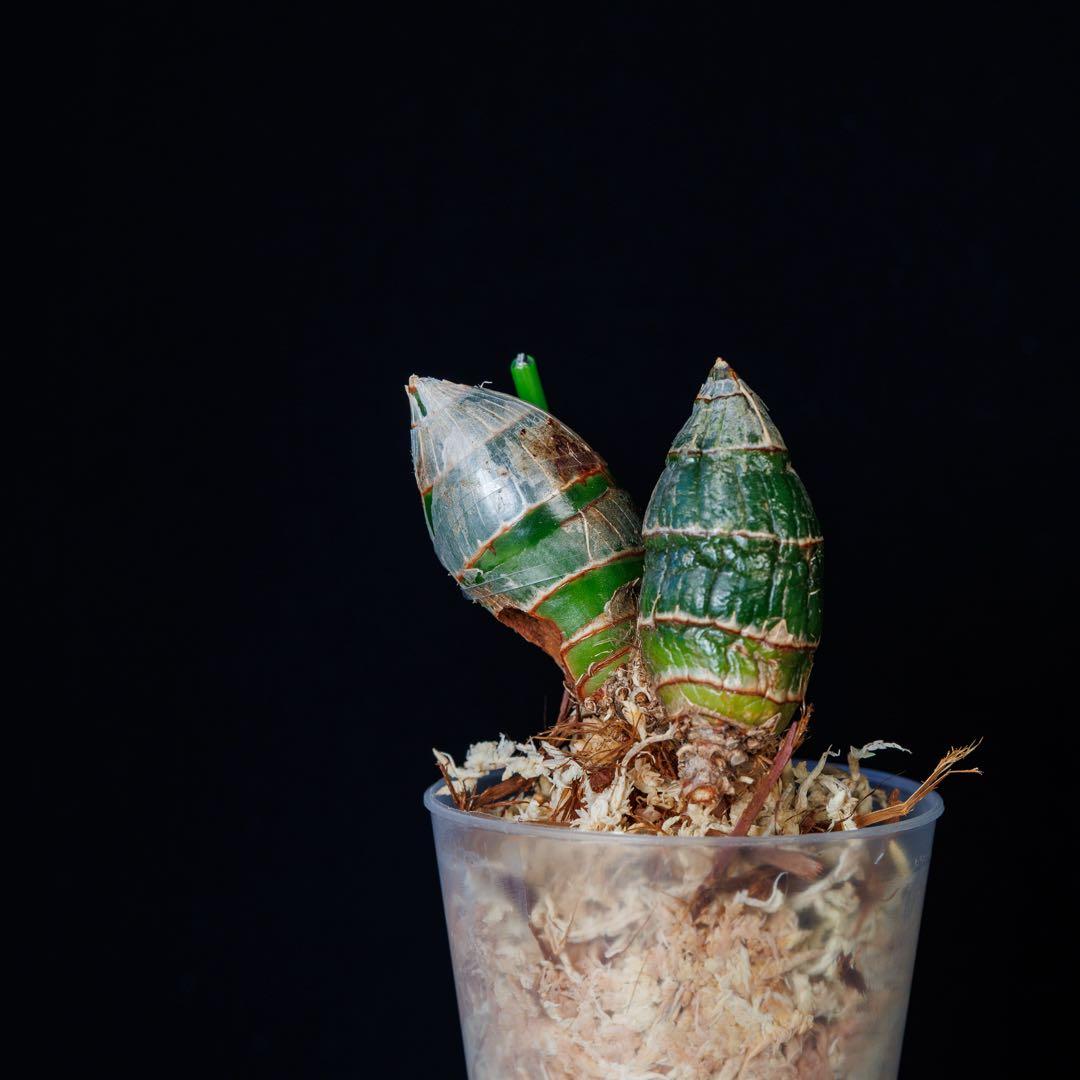 訳あり 実生 タケノコ蘭 Cyclodes Jumbo Freedom