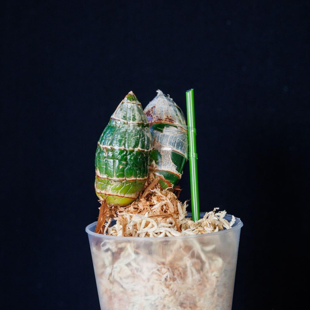 訳あり 実生 タケノコ蘭 Cyclodes Jumbo Freedom