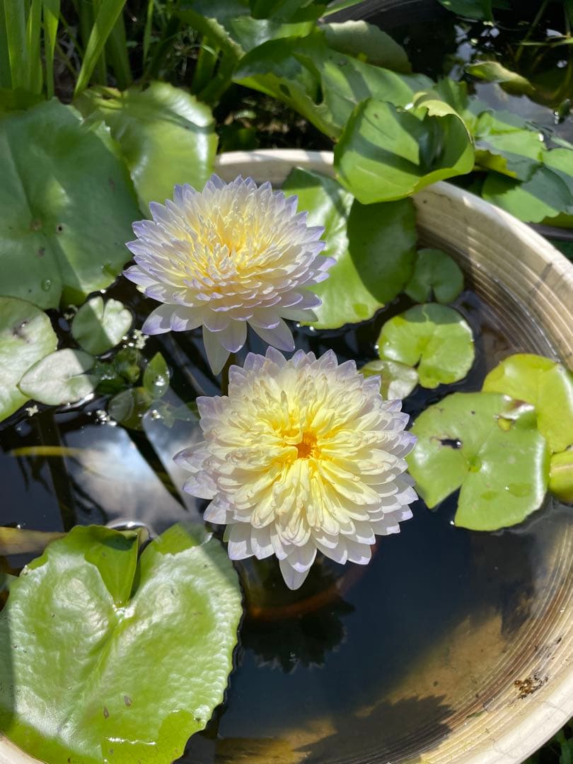 ひ*さ様 熱帯睡蓮　Kalmonate バルブ苗