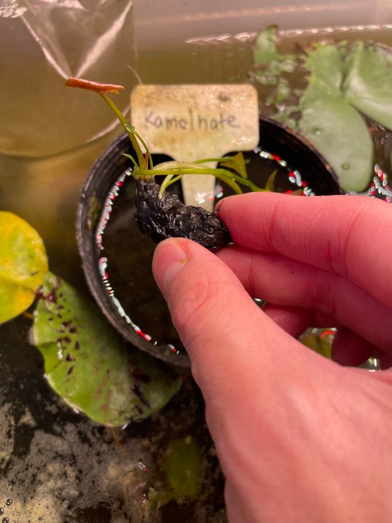 ひ*さ様 熱帯睡蓮　Kalmonate バルブ苗