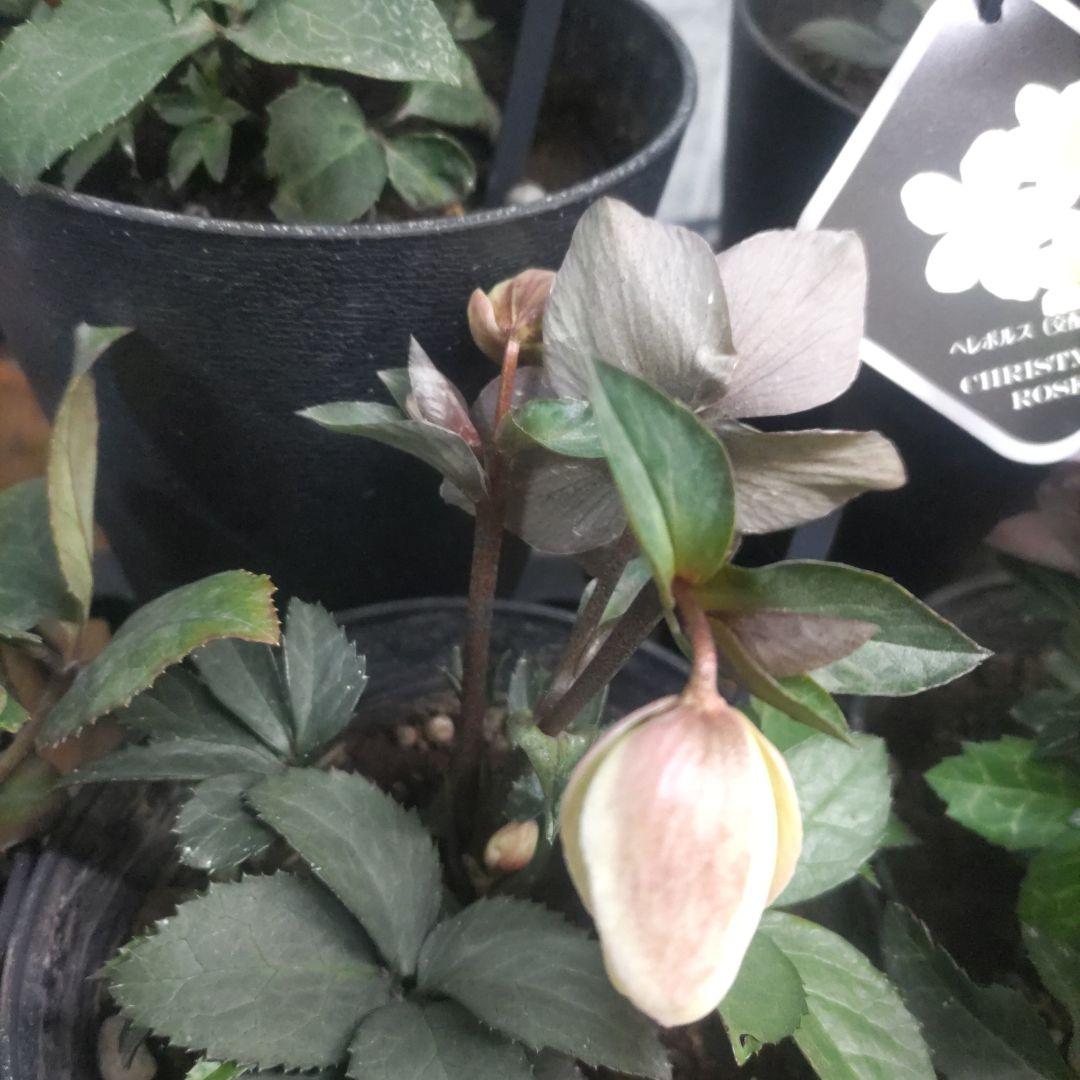 花付きクリスマスローズ⭐️5鉢セット