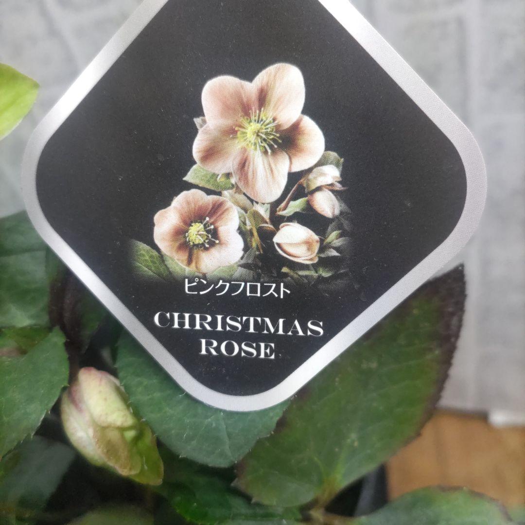 花付きクリスマスローズ⭐️5鉢セット