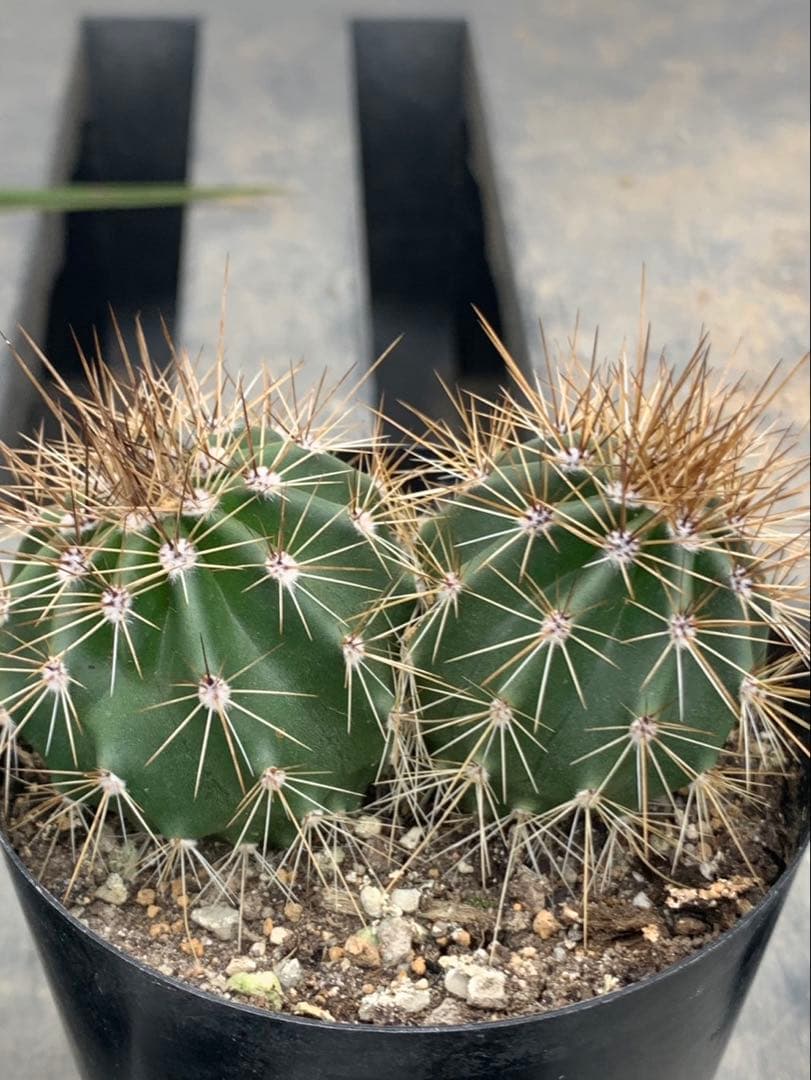 サボテン　弁慶柱　3号　　2株セット