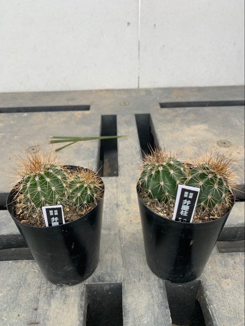 サボテン　弁慶柱　3号　　2株セット