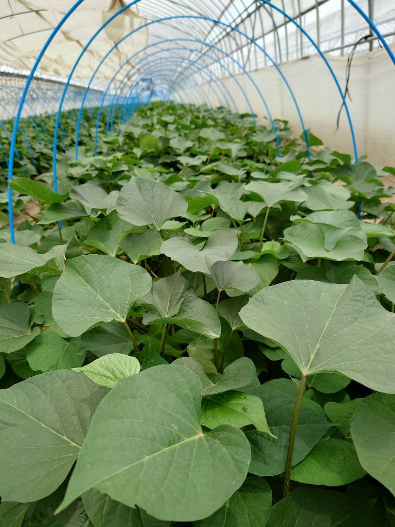 さつまいも苗【紅はるか50本】【４月下旬〜５月上旬発送予定】【切り苗】