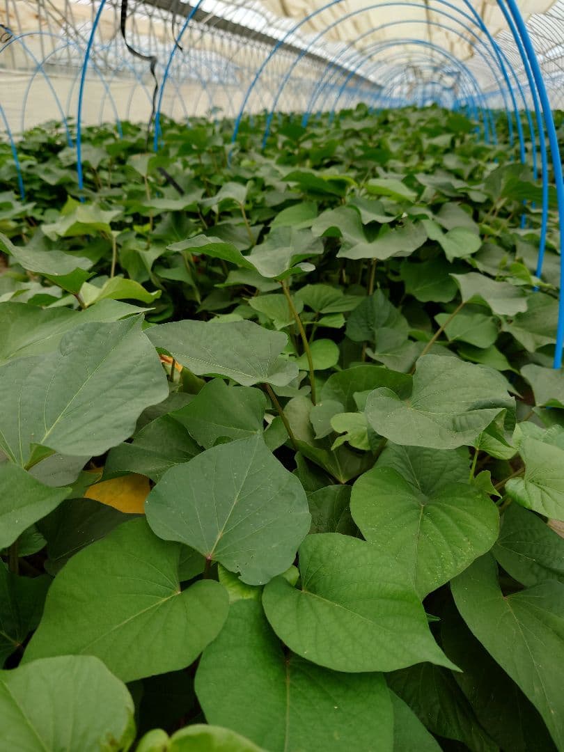 さつまいも苗【紅はるか50本】【４月下旬〜５月上旬発送予定】【切り苗】