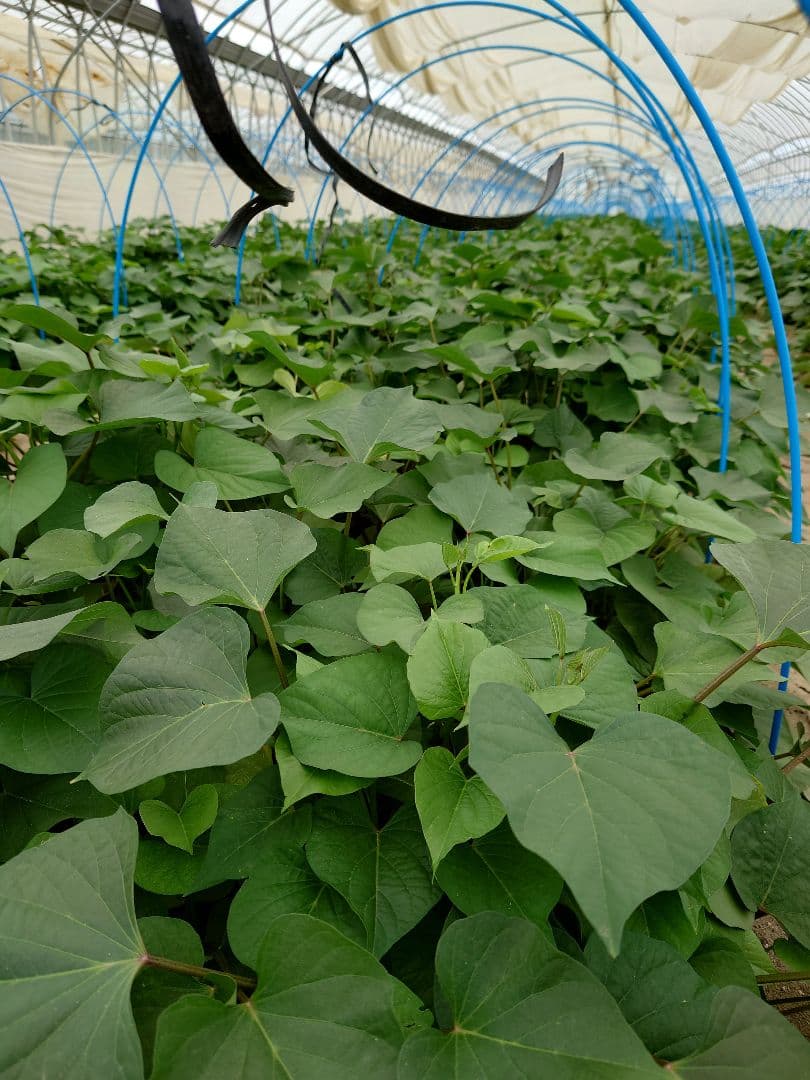 さつまいも苗【紅はるか50本】【４月下旬〜５月上旬発送予定】【切り苗】