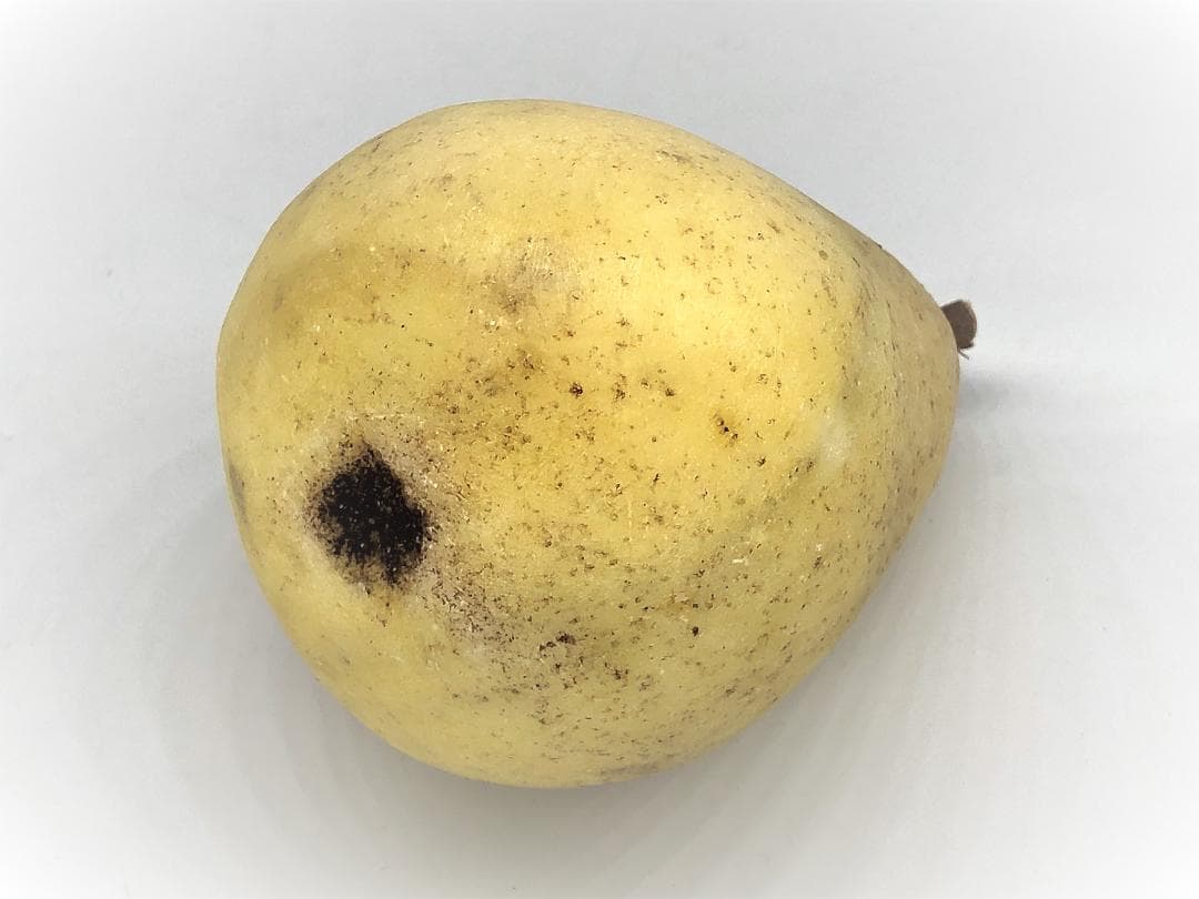 【 古代方解石アラバスター 】『洋ナシPear』　伊国製アンティーク