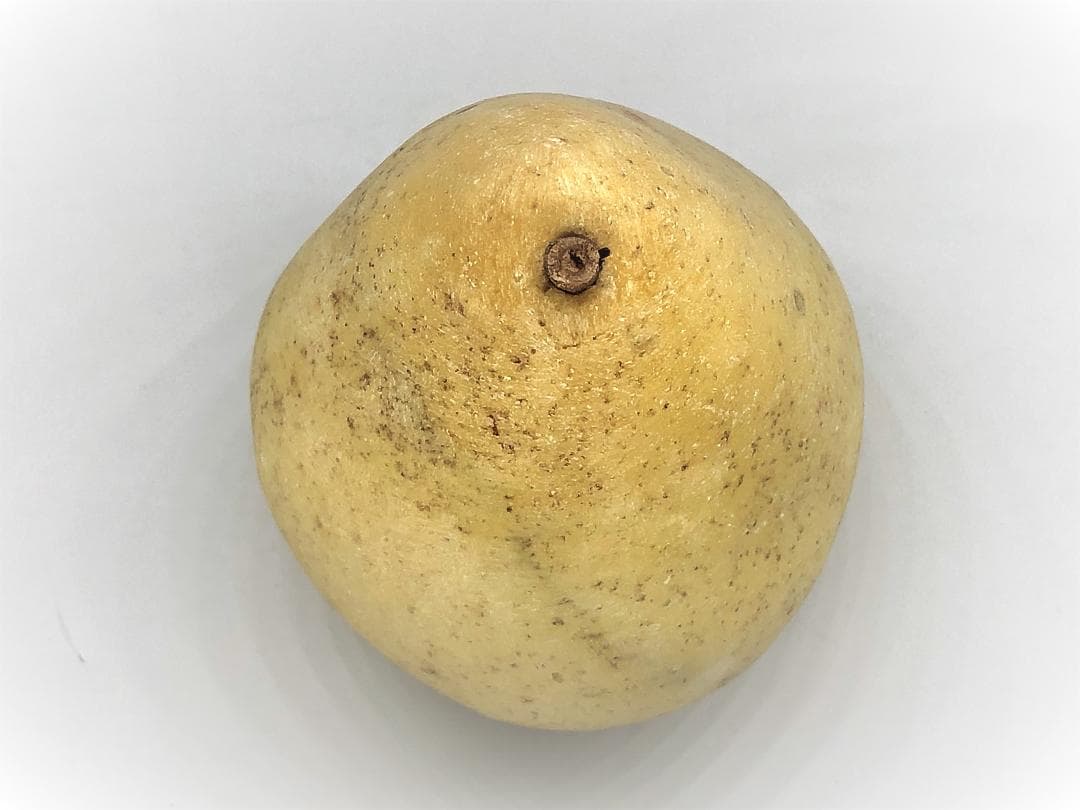 【 古代方解石アラバスター 】『洋ナシPear』　伊国製アンティーク