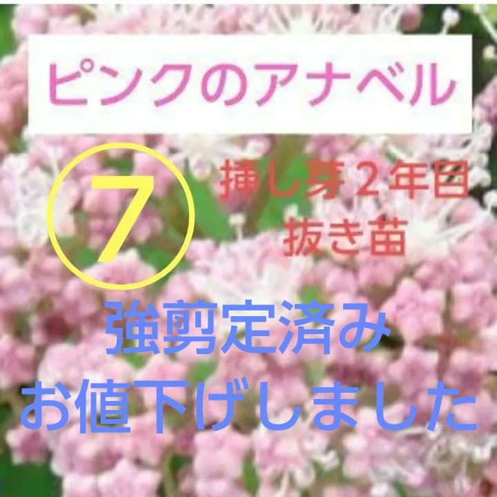 ピンクのアナベル 抜き苗⑦ ピンクピンクッション 紫陽花幼苗