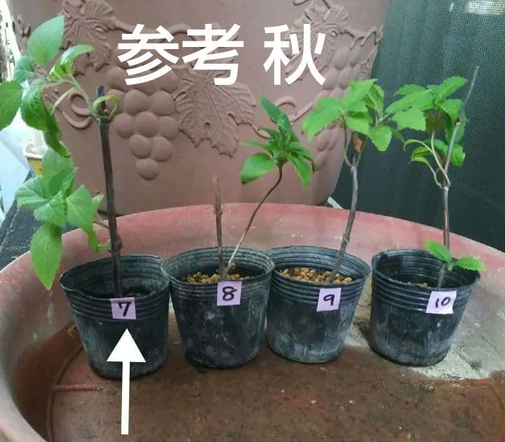 ピンクのアナベル 抜き苗⑦ ピンクピンクッション 紫陽花幼苗