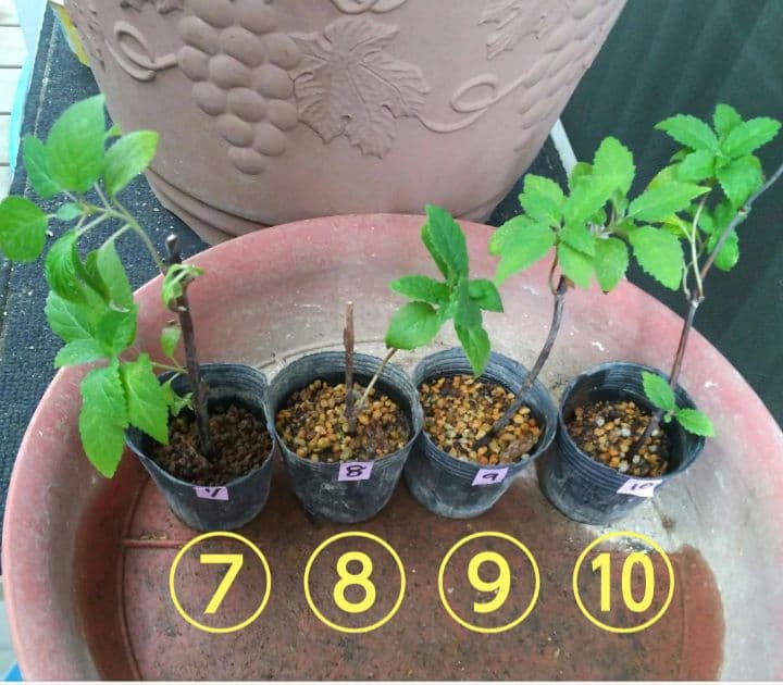 ピンクのアナベル 抜き苗⑦ ピンクピンクッション 紫陽花幼苗