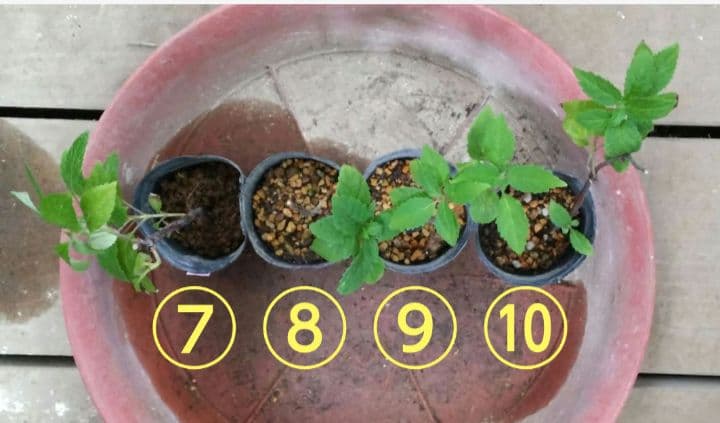 ピンクのアナベル 抜き苗⑦ ピンクピンクッション 紫陽花幼苗