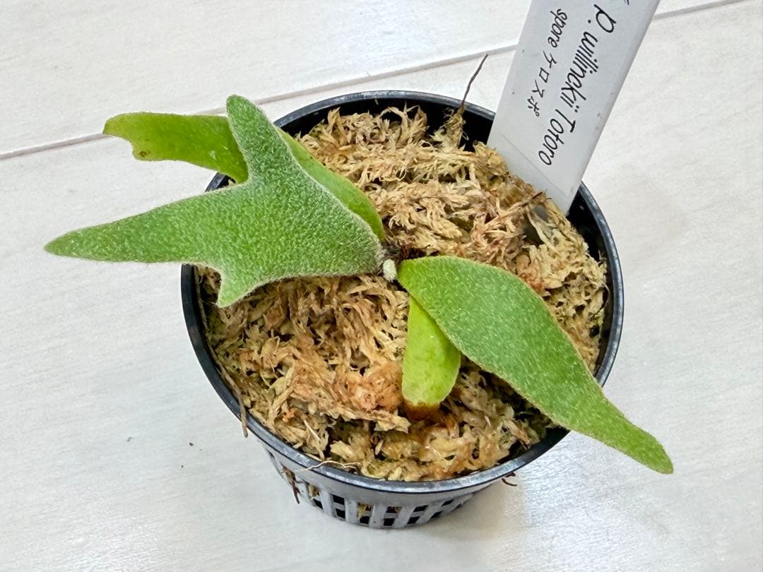 分岐良 willinckii totoro トトロ spore ymds