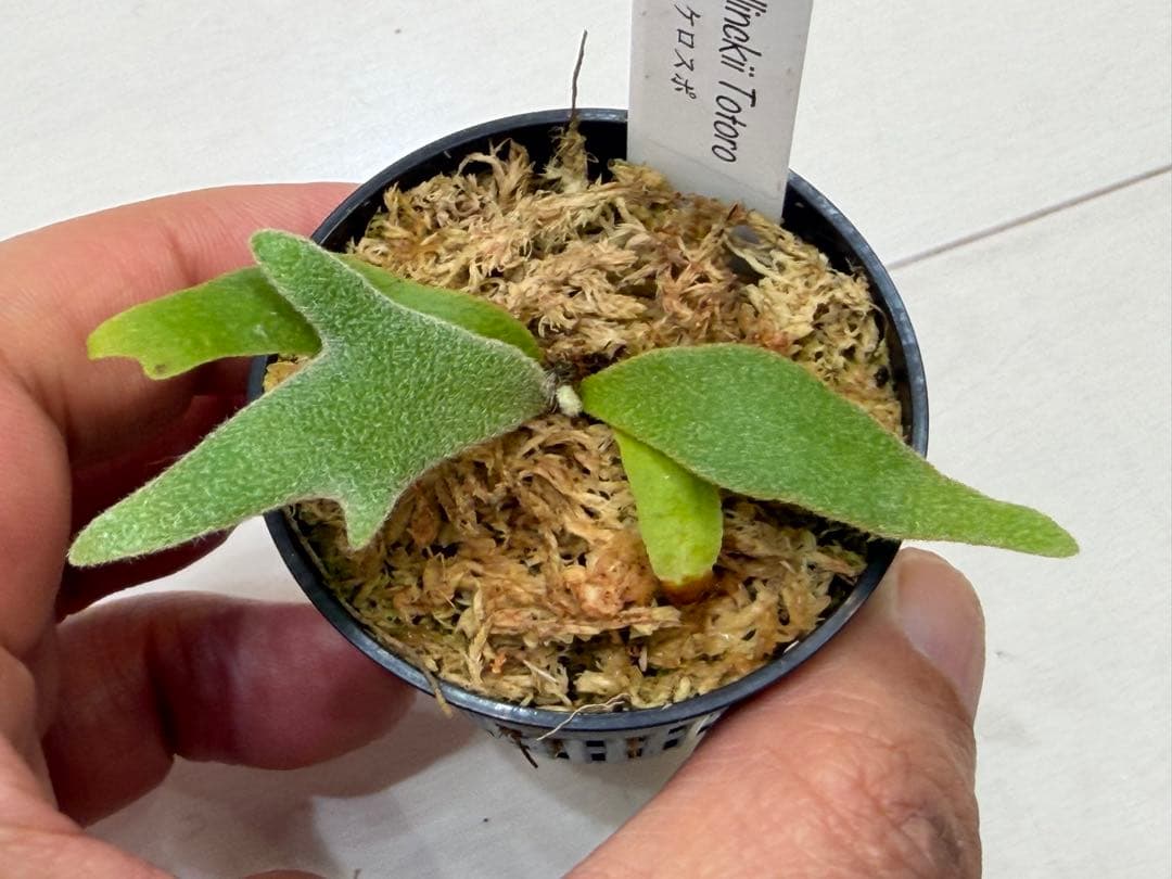 分岐良 willinckii totoro トトロ spore ymds