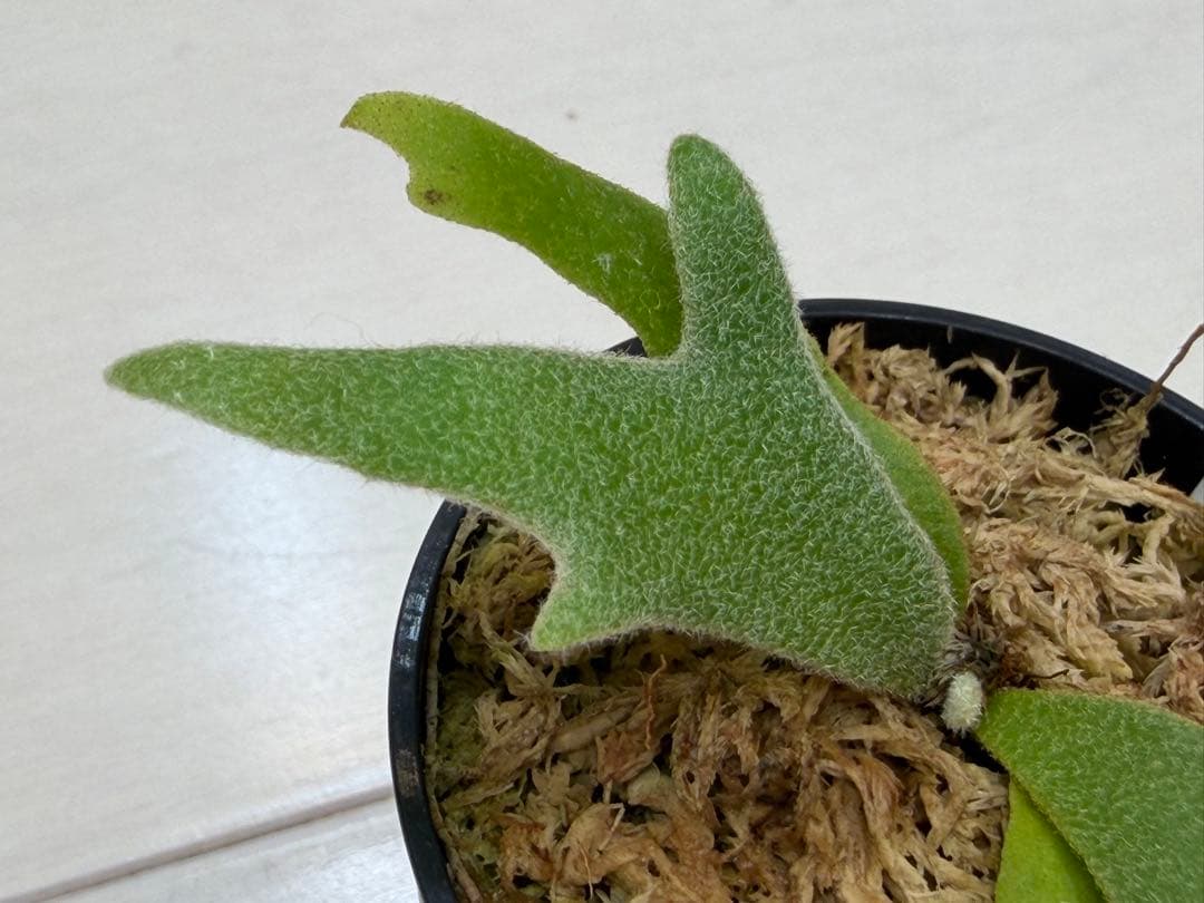 分岐良 willinckii totoro トトロ spore ymds