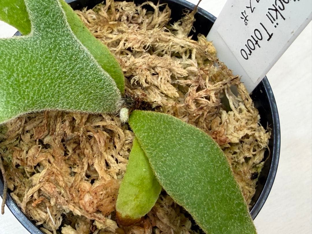 分岐良 willinckii totoro トトロ spore ymds