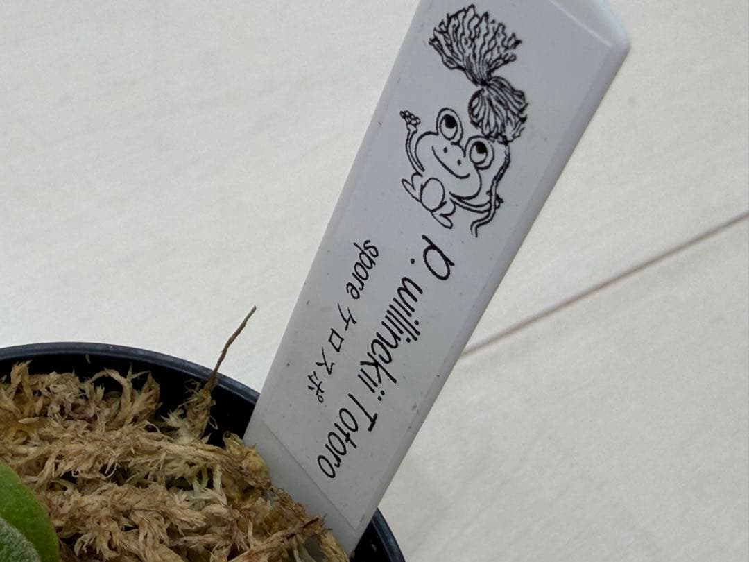 分岐良 willinckii totoro トトロ spore ymds